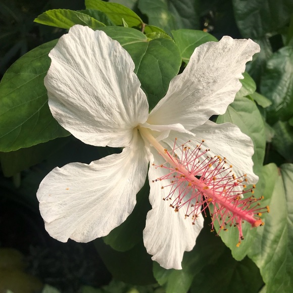 Meet your Posher, Belle - Picture 1 of 1